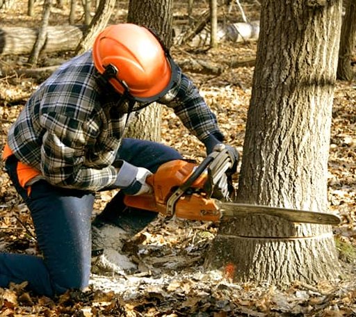 Tree Removal in Auburn, IN